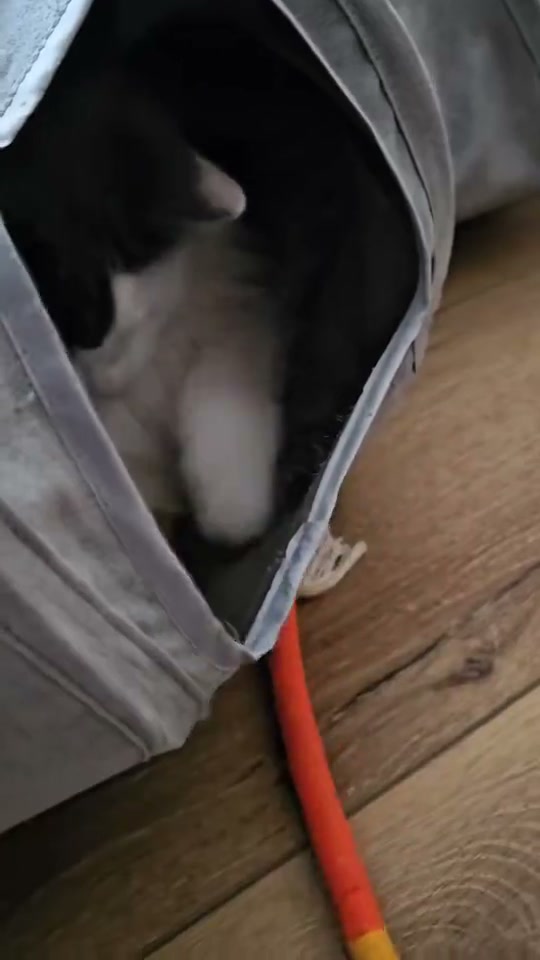 A cat playing with a colorful rope toy